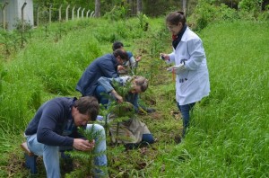 Enxertia araucaria out 2013 (10)