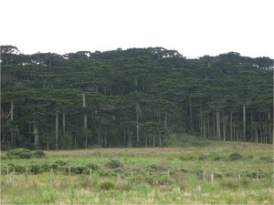 Floresta de Araucária (foto arquivo)
